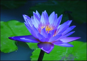 blue-lotus-image